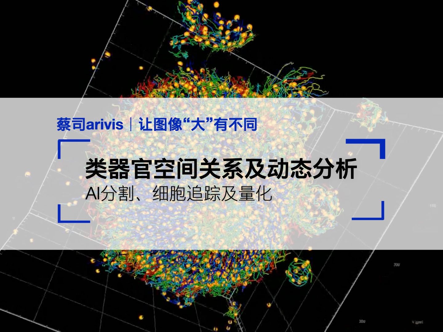 蔡司arivis | 让图像"大"有不同— 类器官空间关系及动态分析