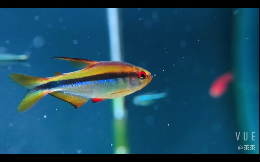 [记录鱼缸]彩虹魔鬼
