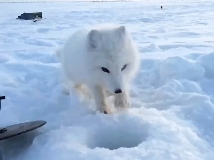 [图]🦊：谢谢哈，等成精了穿黑丝给你看