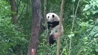 Скачать видео: 10.8花花今天爬树了！！！上去下来又上去，速度好快呀！（看来被无人机吓得不清）