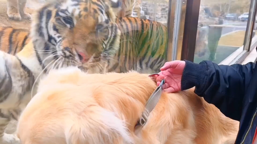 当金毛遇上大老虎 老虎不发威 你以为是东北金渐层呢.