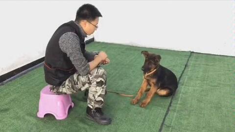 训犬师教你一招 轻松让狗狗学会握手 哔哩哔哩