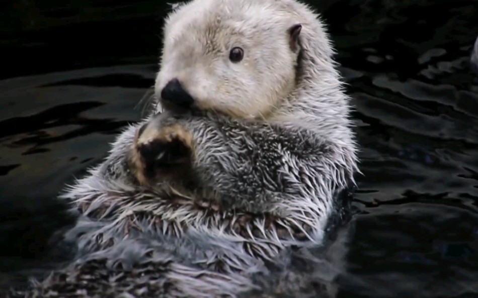 【小水獭】手手有那么好吃吗