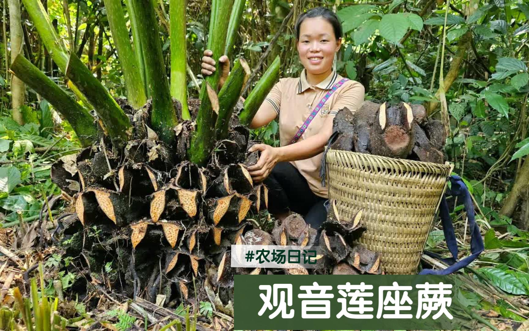 女子深山建农场/孤身进山寻宝贝/惊现观音莲座蕨/一筐蕨根集市售哔哩哔哩bilibili