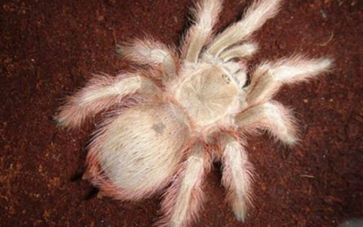 五毒之争,巴西巨人金毛捕鸟蛛_哔哩哔哩 (゜-゜)つロ 干杯~-bilibili