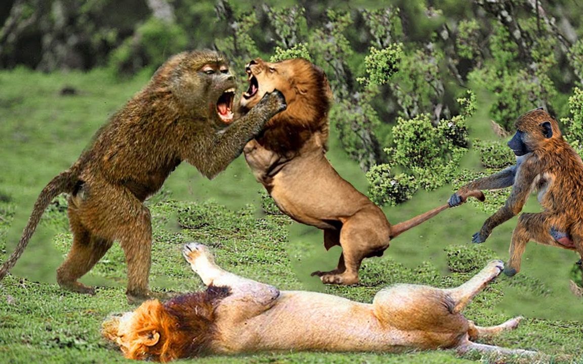 野外狮子和狒狒的那些怨恨情仇