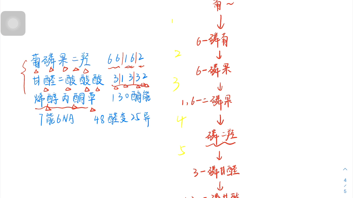 二十字口诀背会【糖酵解】EMP途径包含反应底物,产物,能量变化,相关酶/生物化学三大代谢途径/最全口诀哔哩哔哩bilibili