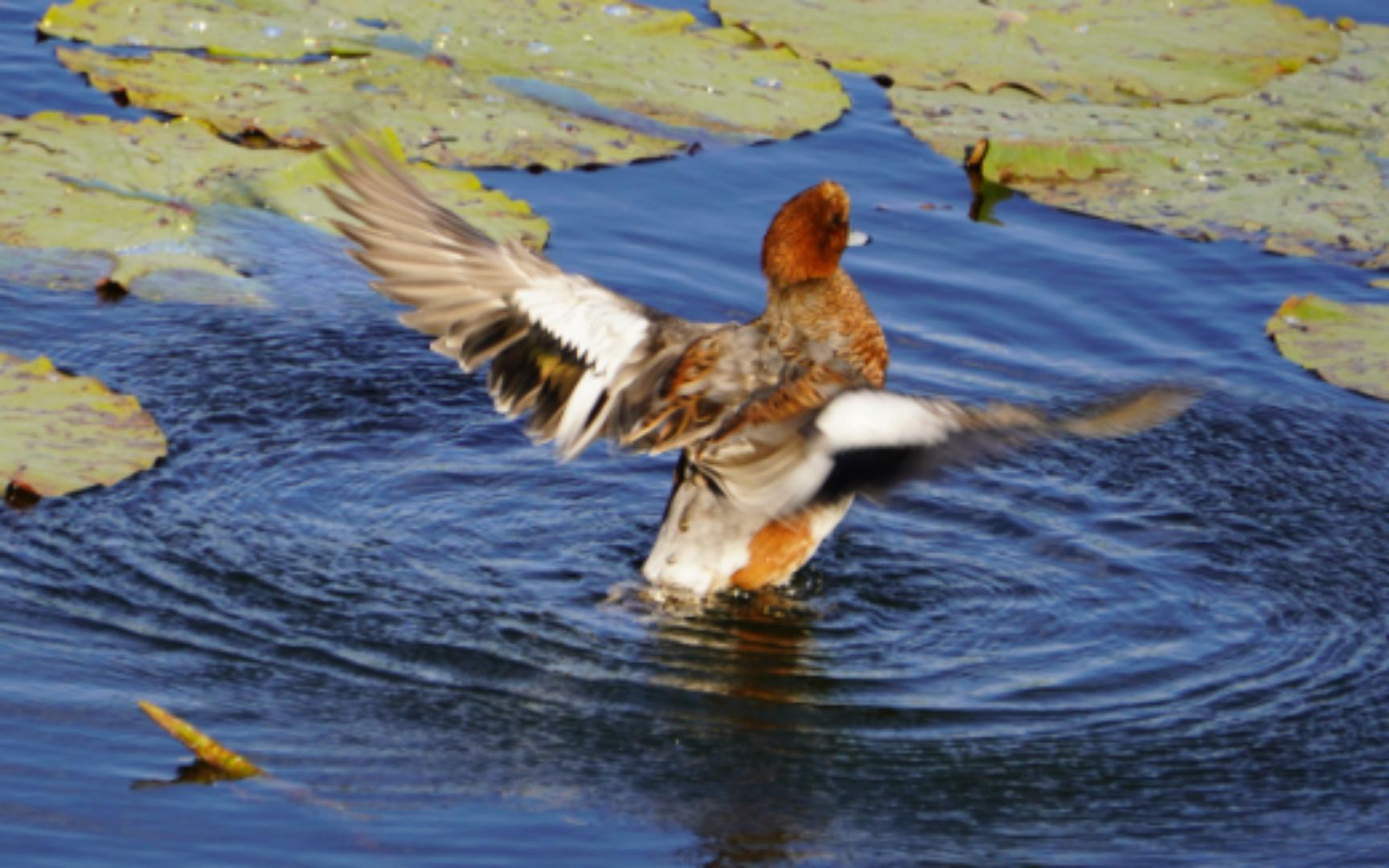 赤颈鸭快活地扑腾