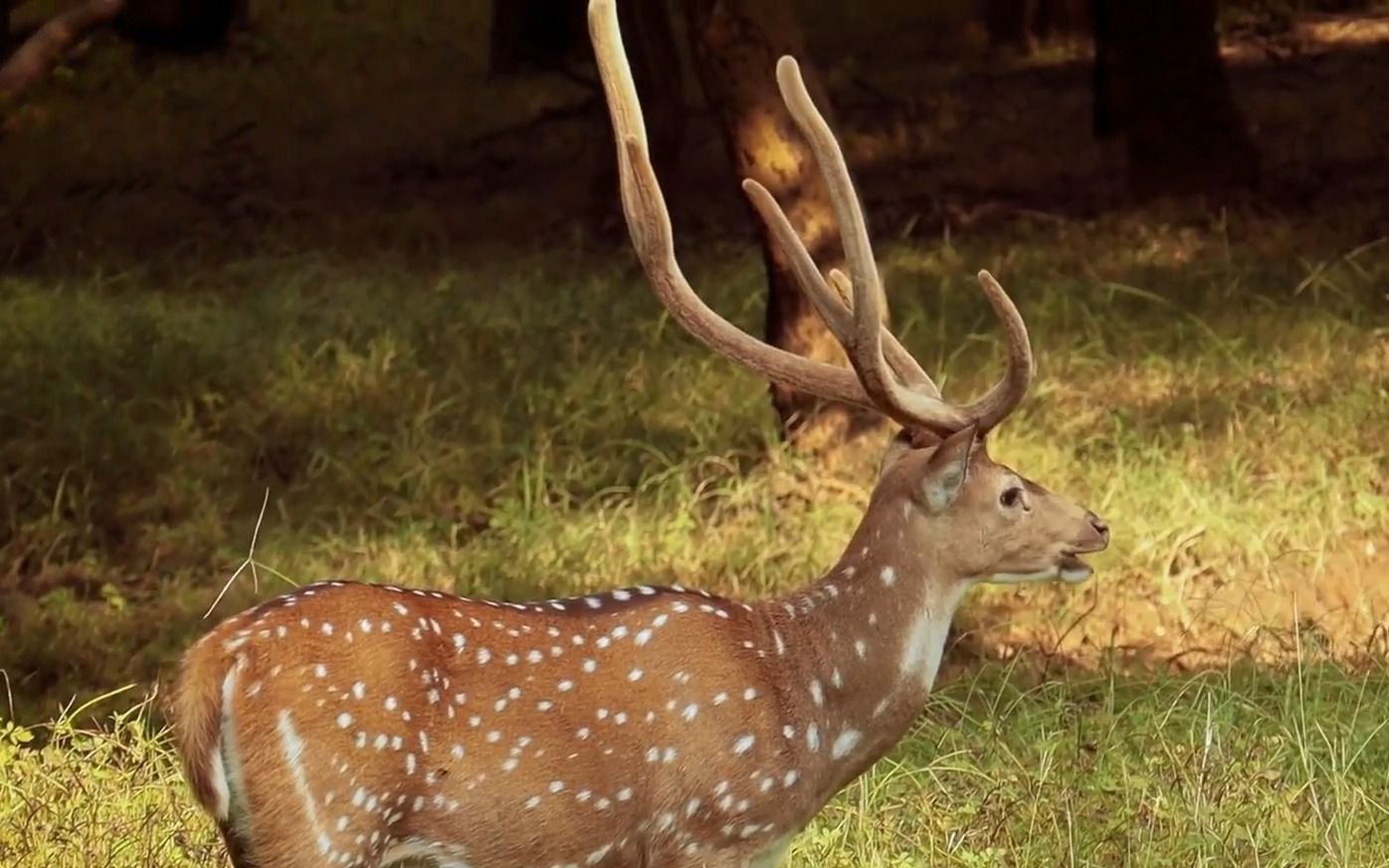 斑鹿(轴鹿)的声音