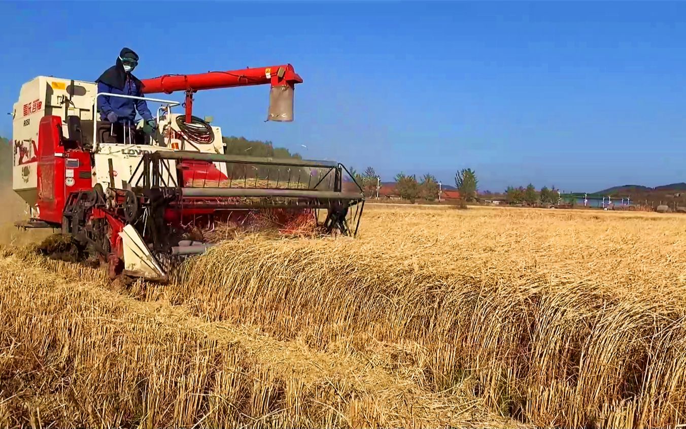 东北农村机器收水稻每亩110元二哥家越光大米丰收这大米好吃