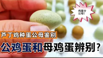 芦丁鸡种蛋如何分公母？公鸡蛋和母鸡蛋，很多人都不知道！