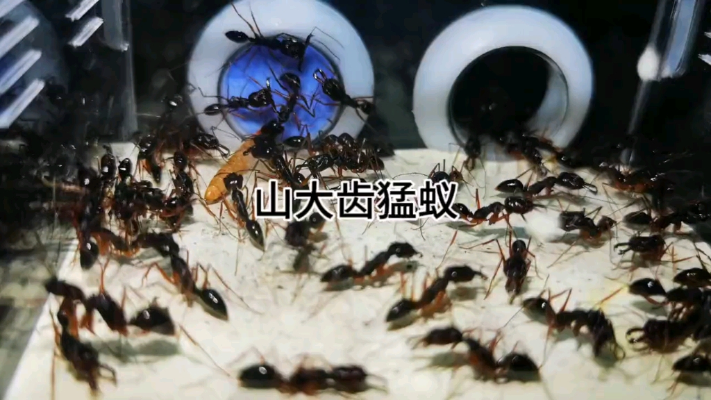 山大齿猛蚁Odontomachus monticola Emery哔哩哔哩bilibili