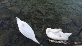 瑞士洛桑aligro超市 哔哩哔哩 つロ干杯 Bilibili