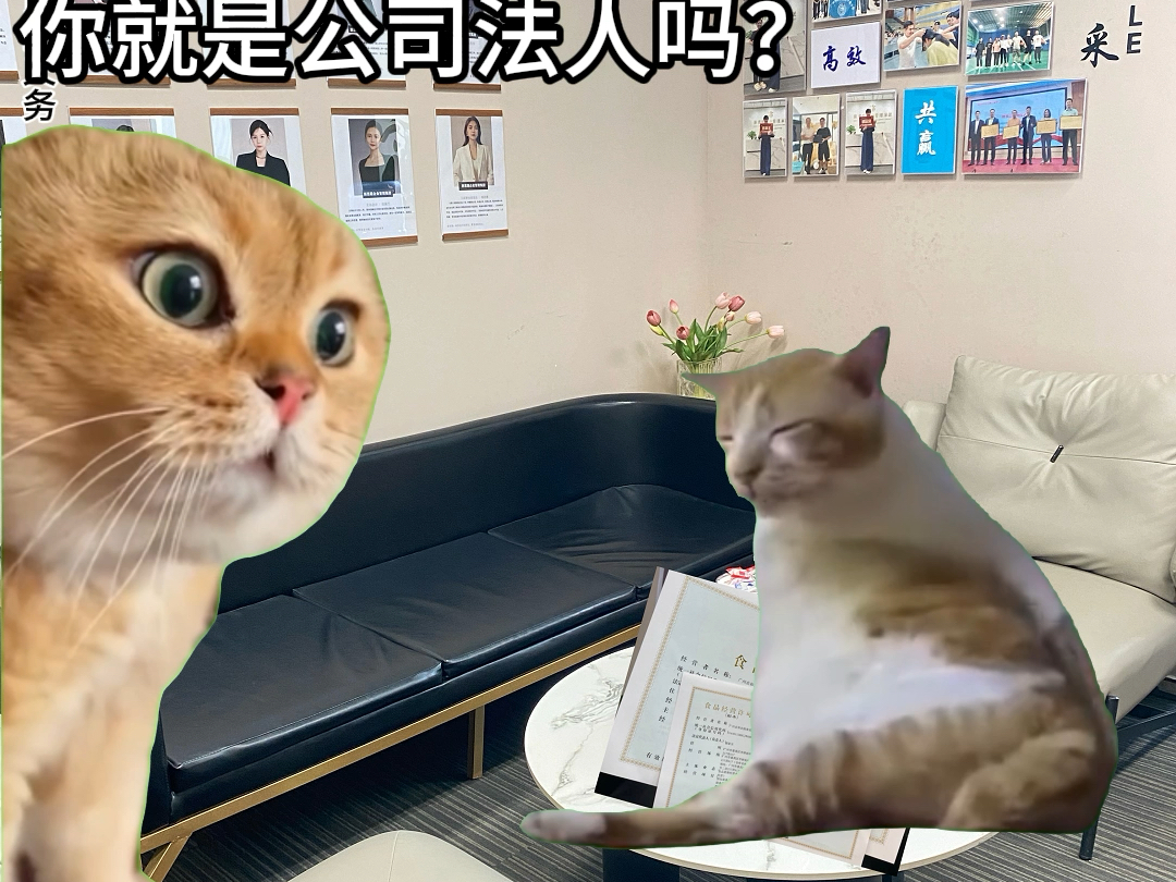 【猫meme】当公司退税收到百万哔哩哔哩bilibili