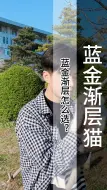 Download Video: 蓝金渐层怎么选？蓝金渐层11，12和25色之间的差别怎么看？紫金渐层和蓝金渐层之间的差别是什么？（B807）