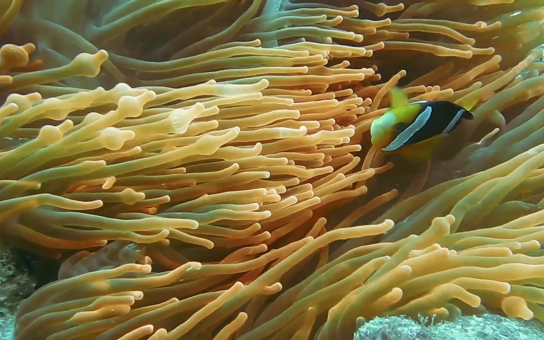 你听过海底的声音吗?