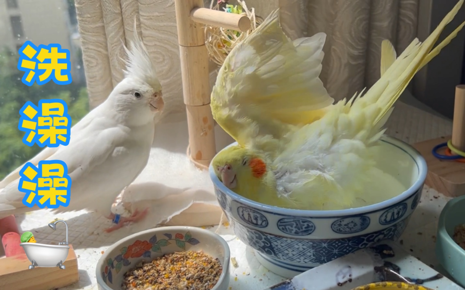 玄凤鹦鹉爱洗澡夏日特辑速来围观玄凤美女帅哥们泡澡凉爽舒服极了顺便