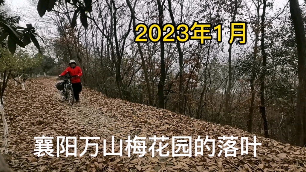 襄阳万山梅花园的落叶,2023年1月哔哩哔哩bilibili