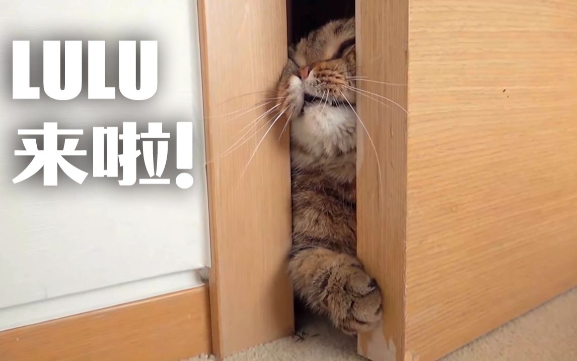 猫咪lulu的寻找披萨"大冒险"