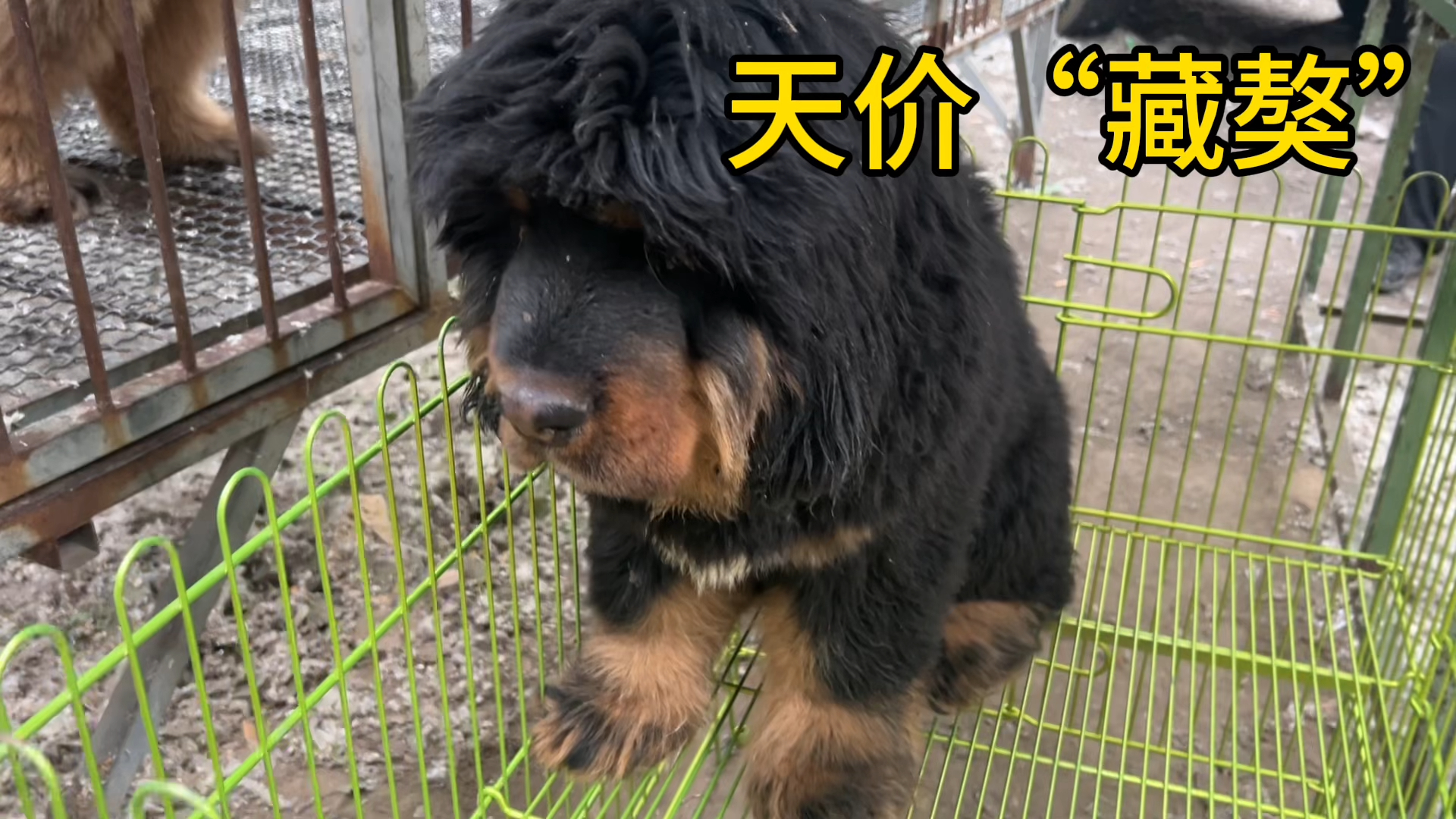 狗市惊现"天价藏獒",本以为来"炫富",没想到被路人拍拍打脸