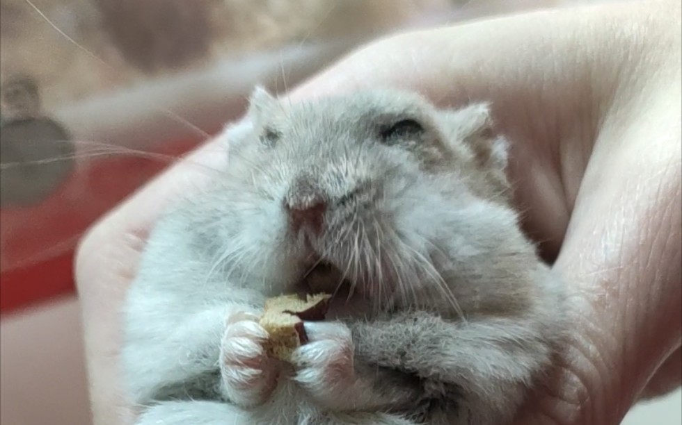 【仓鼠】简短的趴趴吃播