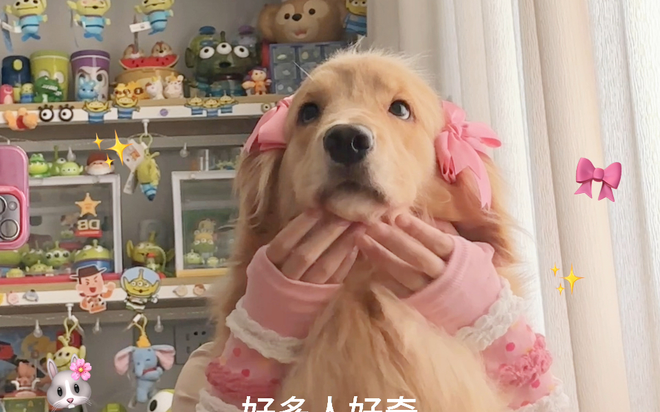 揭秘小狗拍手势舞真相04