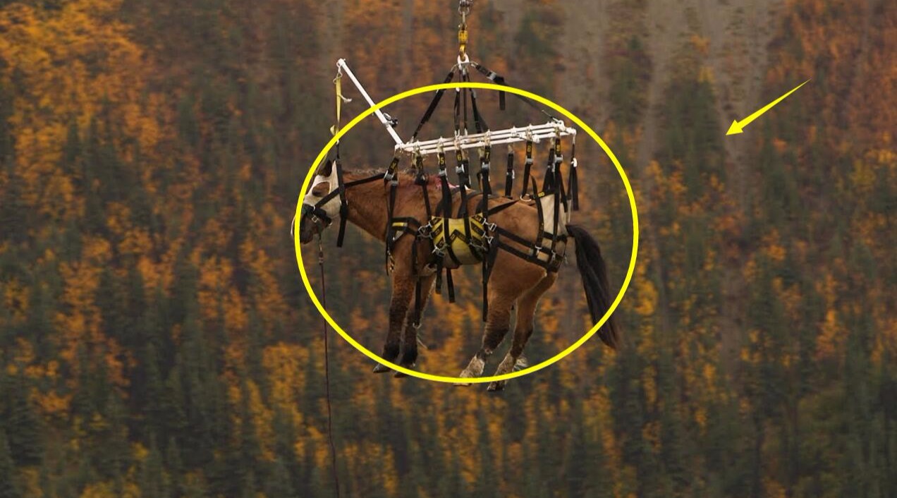 一只马被直升机吊上天,网友:这是真的飞天马!