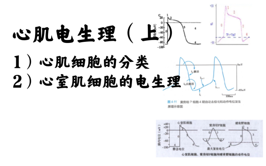 生理学心肌电生理(上):心室肌细胞哔哩哔哩bilibili