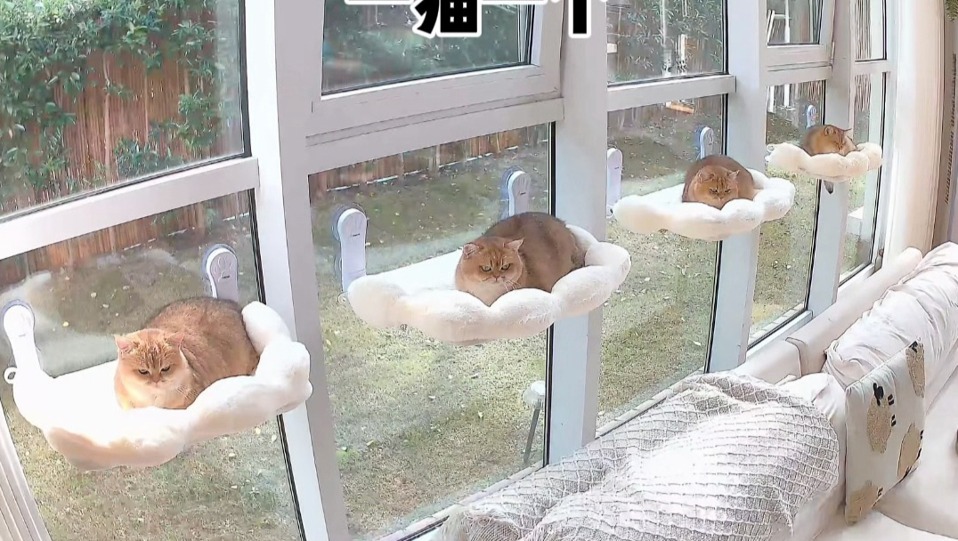 20只猫一周竟然拉那么多？？？？