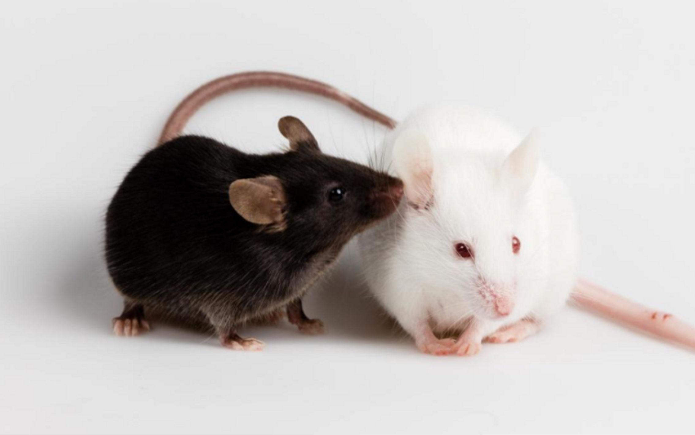 【ai赵方婧】一曲《小鼠》,向为人类科学事业做出巨大贡献的实验鼠致