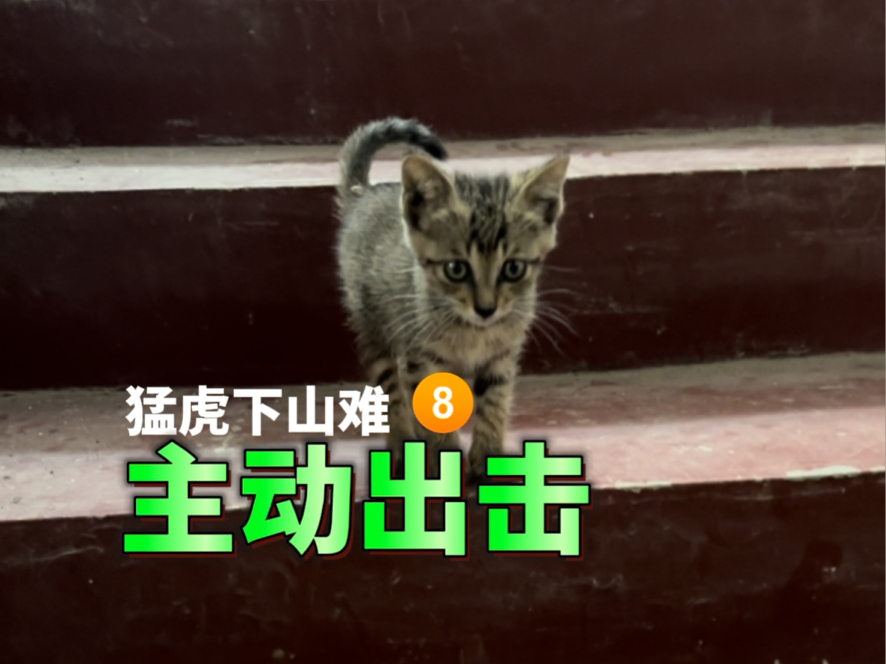 猛虎下山难8~主动出击哔哩哔哩bilibili