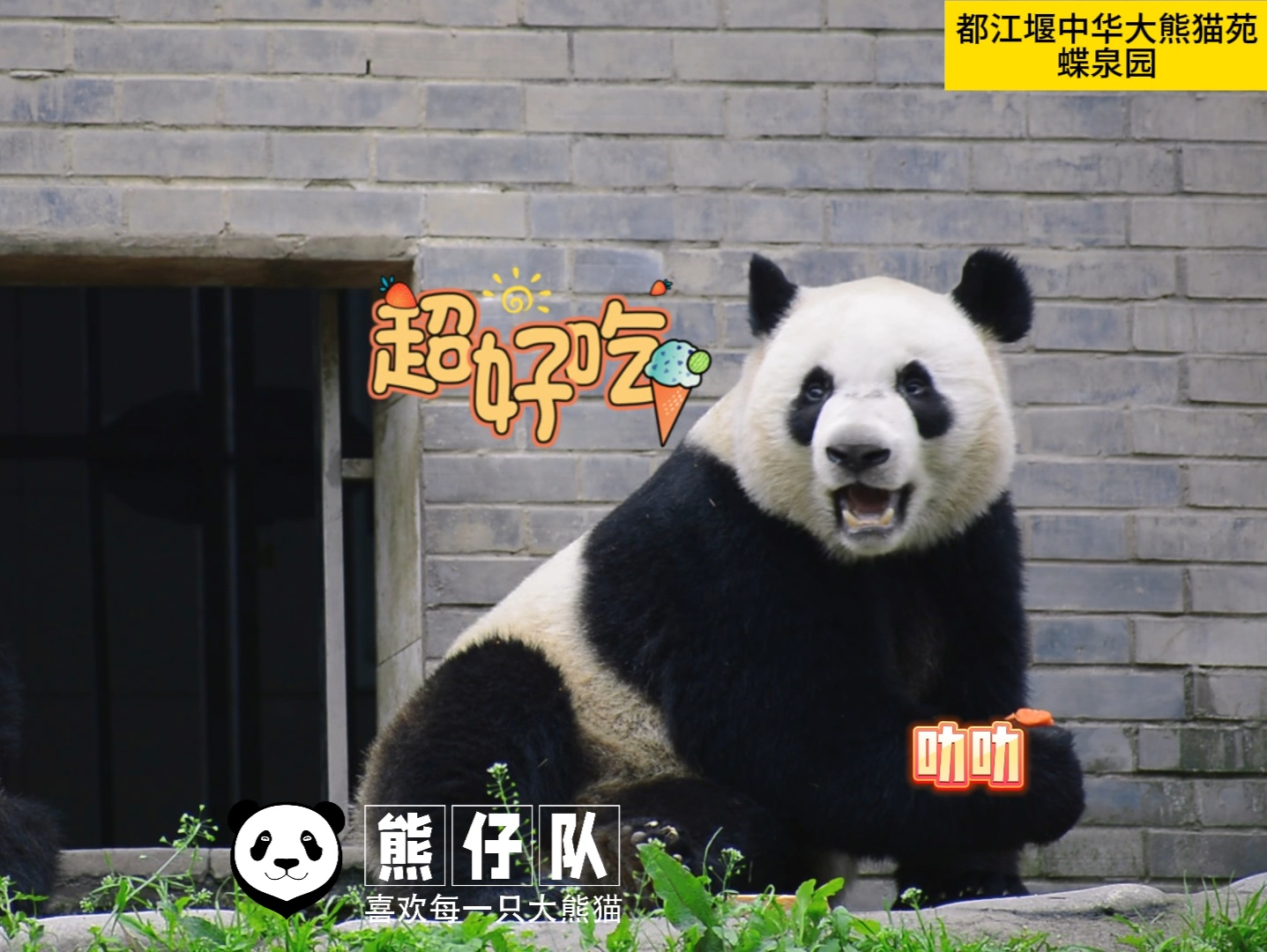 吃胡萝卜的叻叻与青仔,吃的好美啊,微笑叻叻好甜美