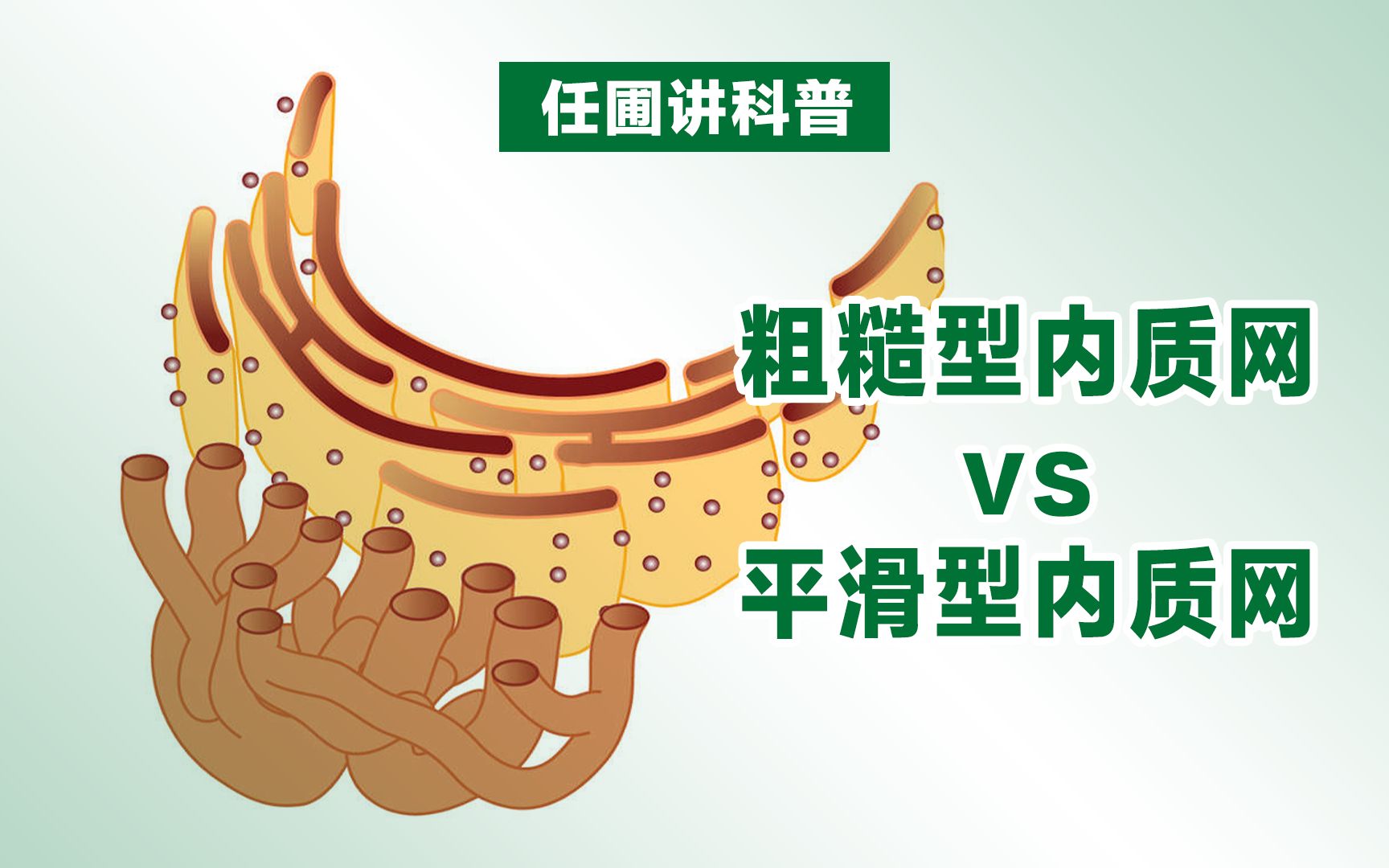 【任圃讲科普】粗糙与平滑型内质网的结构有何差异?为何有这些差异?