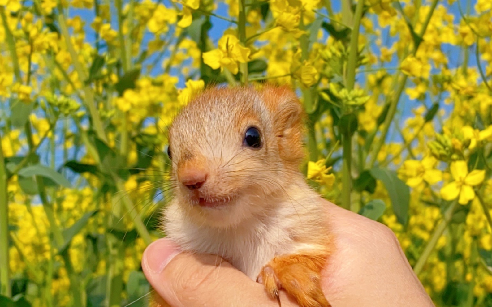 活动作品会笑的松鼠运气不会太差