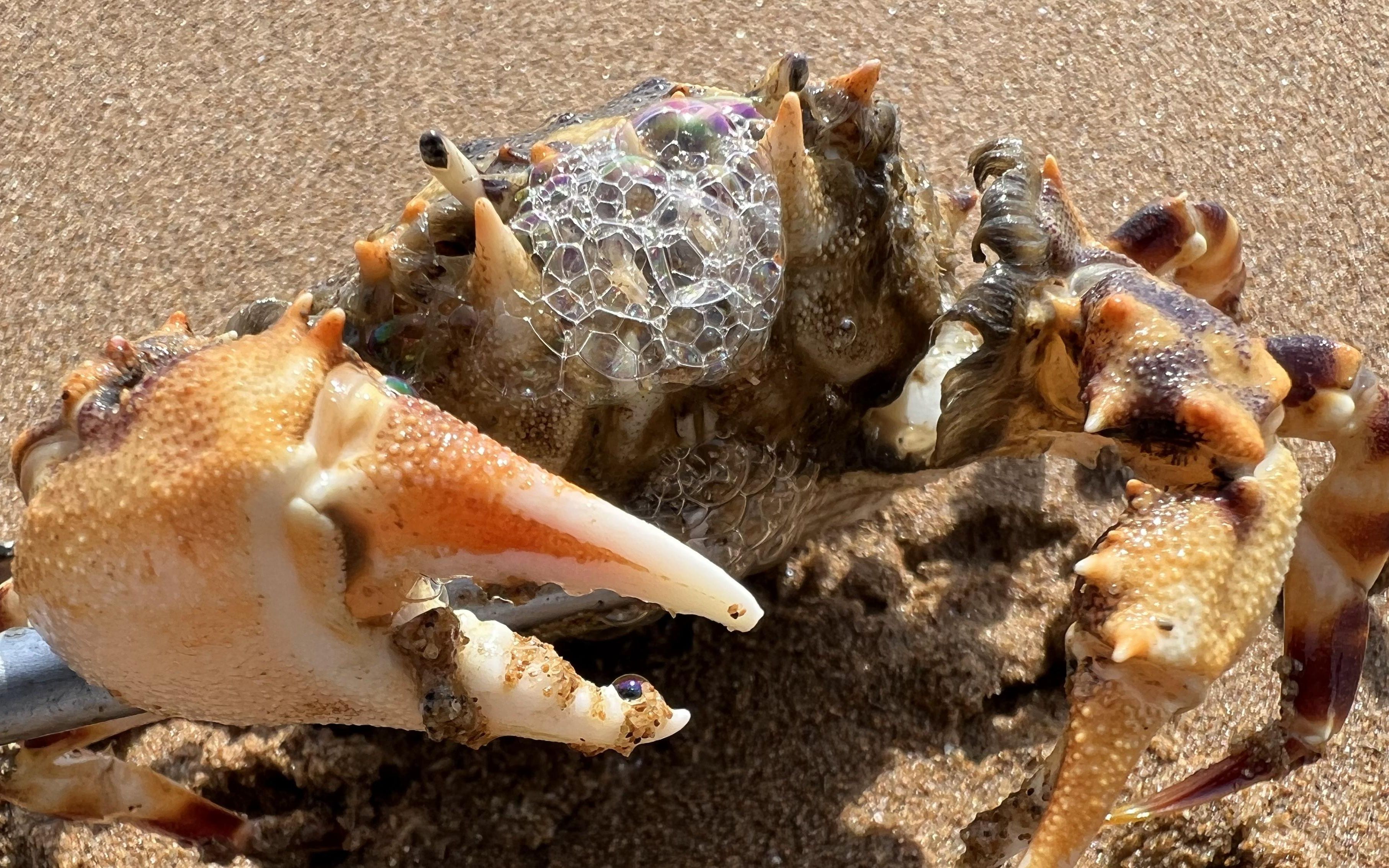 大齐赶海发现一只马面蟹会吐泡泡还有钻洞的长腿八爪鱼