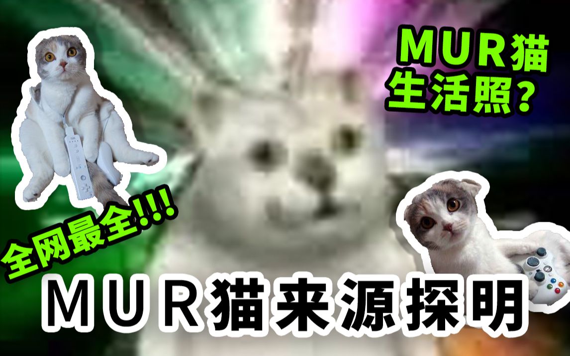 最不正经|疑似MUR猫生活照?MUR猫来源探明!哔哩哔哩bilibili