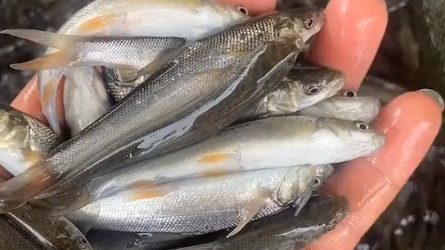 清远市农业鱼类水产种苗生态养殖鱼苗批发场