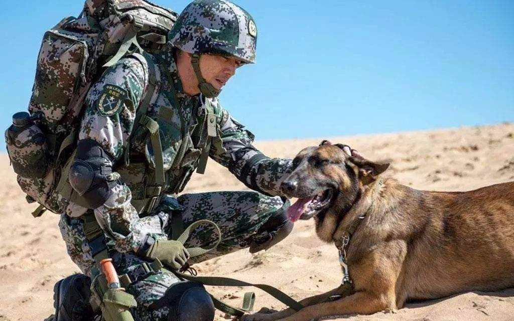 军人退役了,可以把军犬一起带走吗?