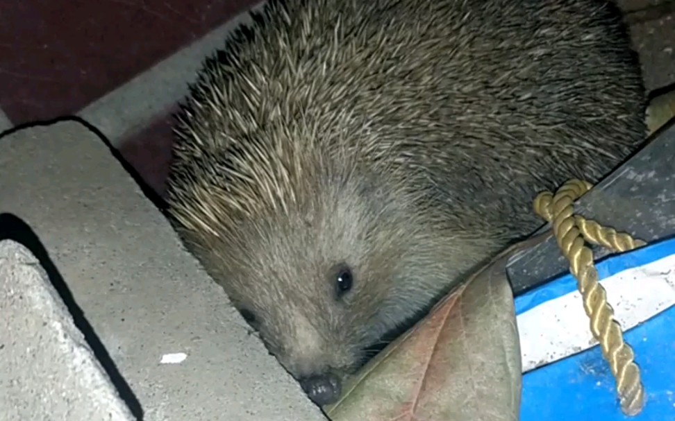 溜进院子里蹭吃蹭喝的野生胖刺猬被发现了一心想跑找不到路