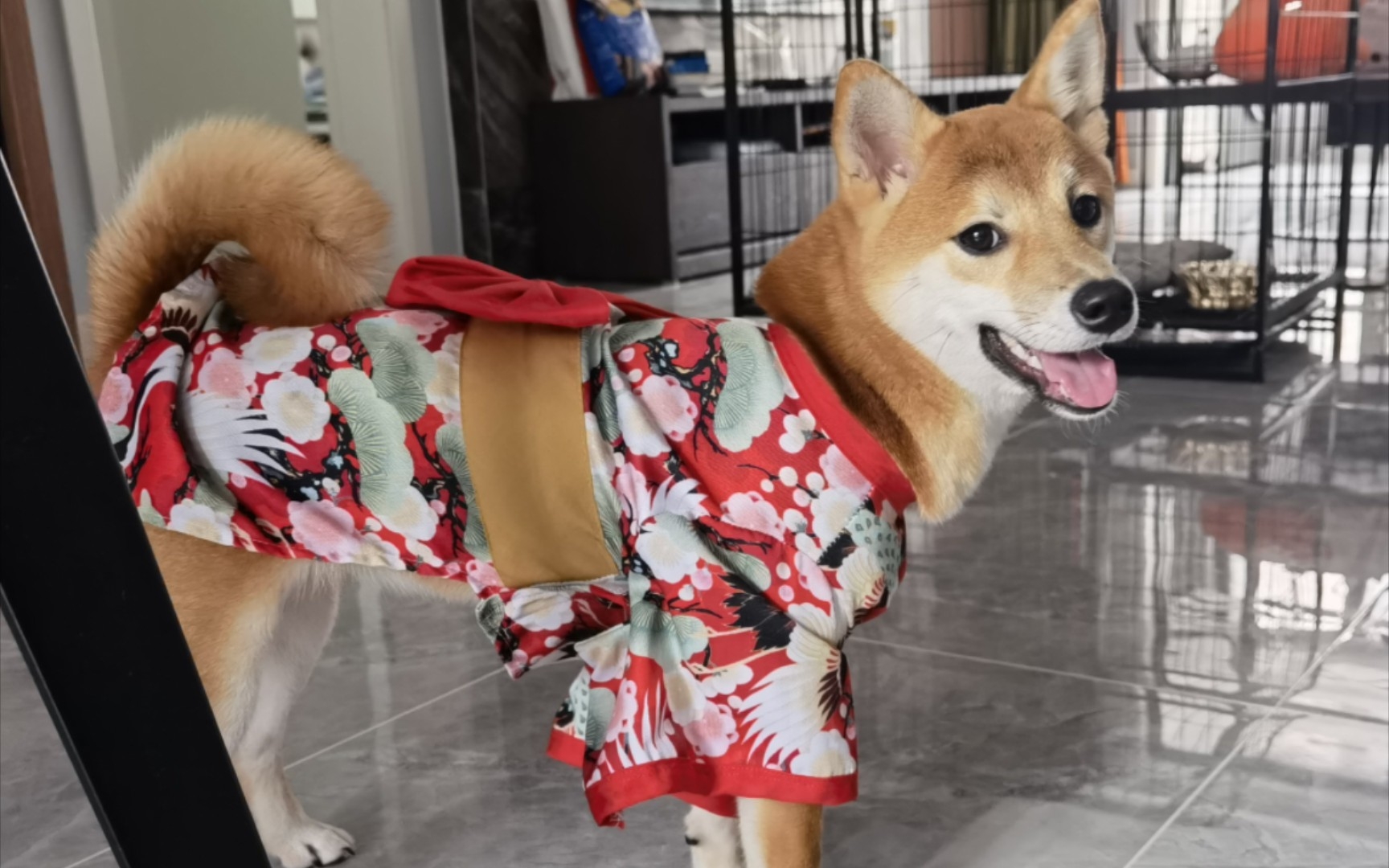 小柴穿上和服后