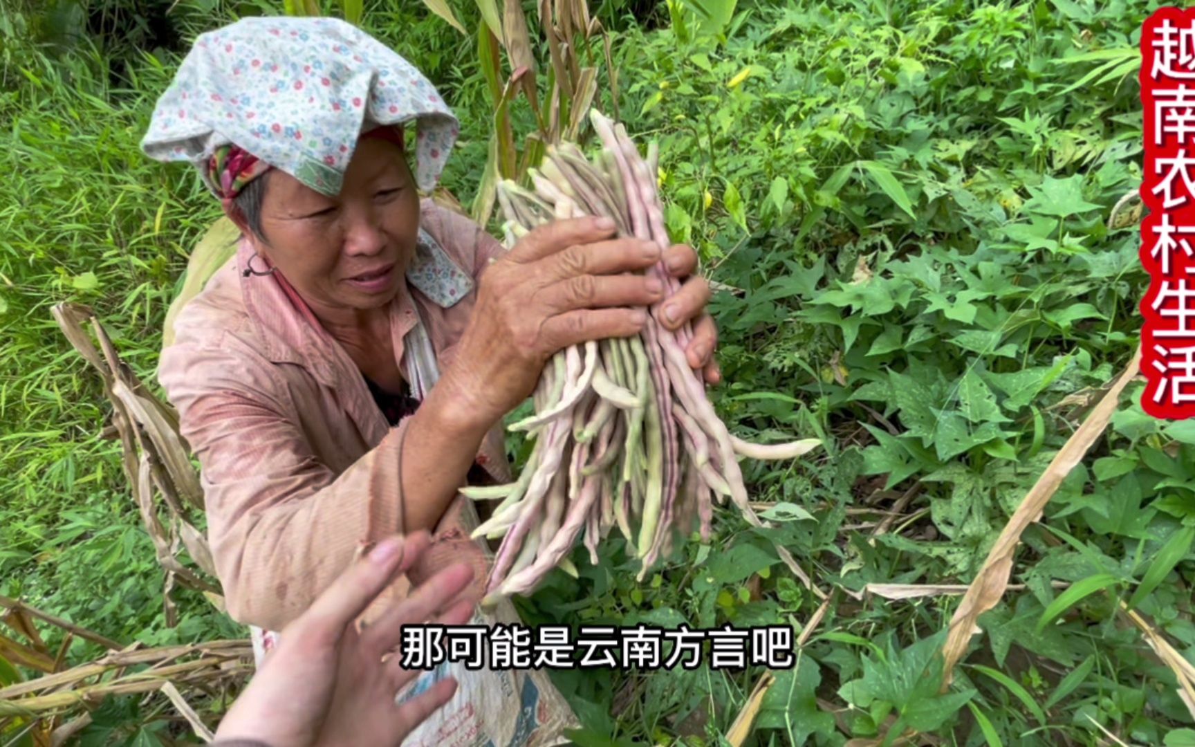 阿梅回老家跟妈妈去玉米地干活了哔哩哔哩bilibili