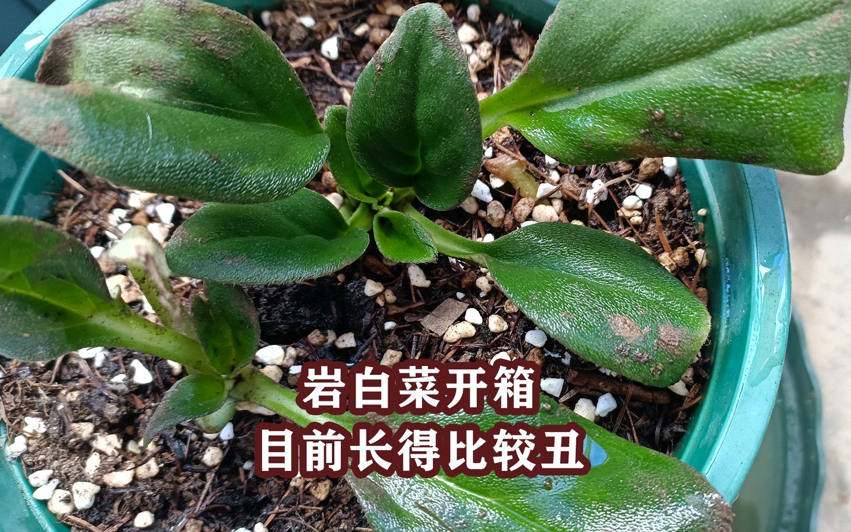 岩白菜开箱:观叶又观花,耐寒多年生哔哩哔哩bilibili