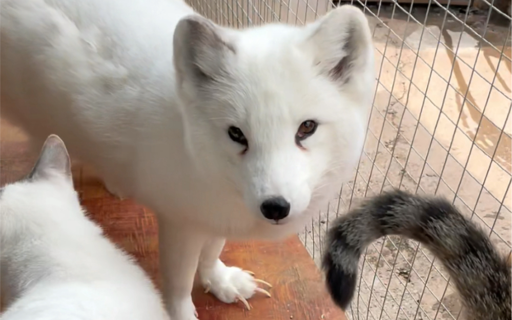 狐狸换毛跟脱衣服似的!