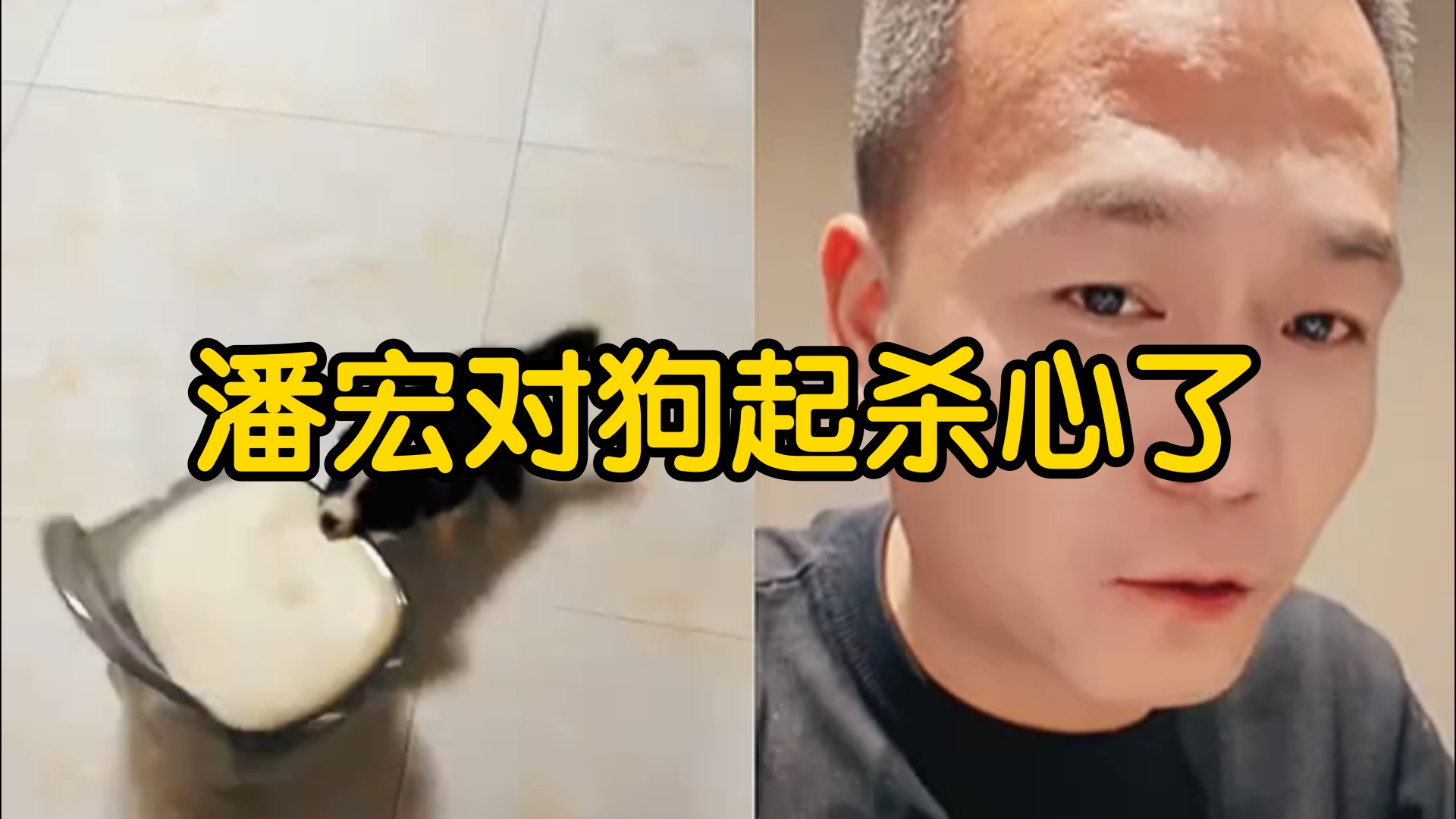 【潘宏直播】潘宏对狗起杀心了