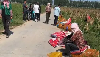 【大学生返乡】这场景是否似曾相识？去年的今天，也是在辣椒地里，经过了一年的各种风雨洗礼，内心深处早已经变得波澜不惊了，现在我越来越明确自己的