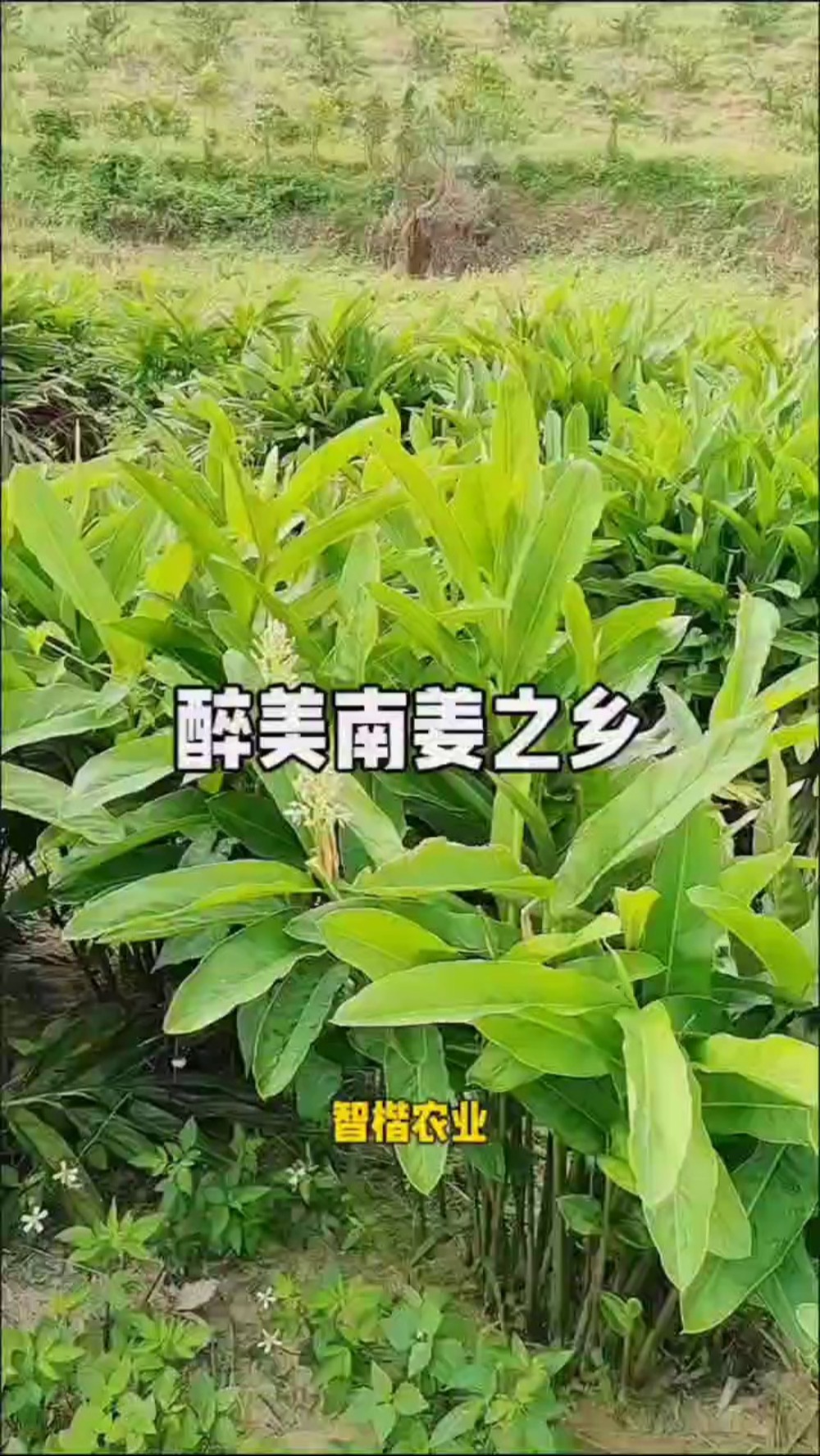 醉美南姜,美味香料