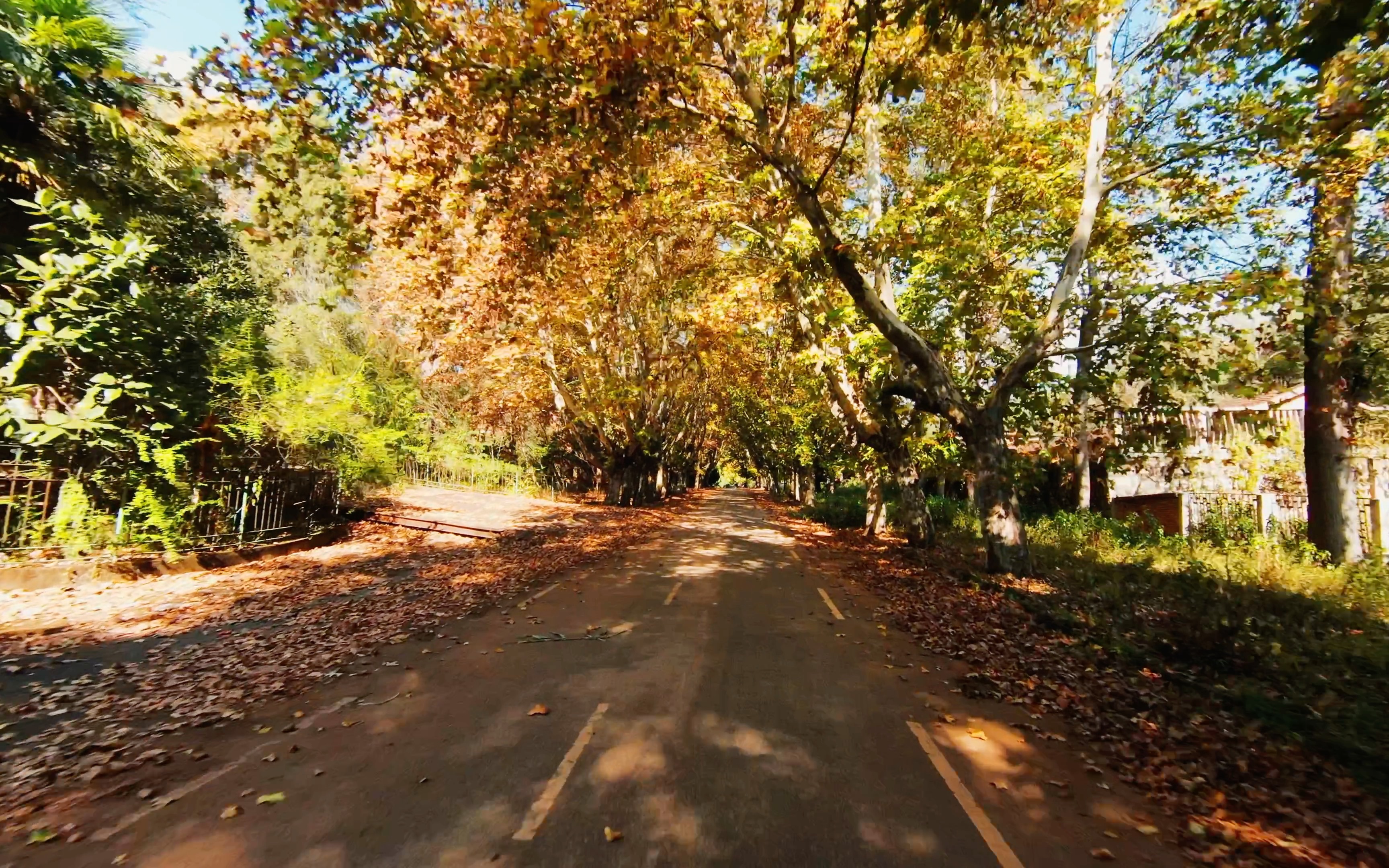 立冬的秋天梧桐树