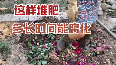 二兔子爸租院子改造花园 地栽花卉先改良土壤 哔哩哔哩