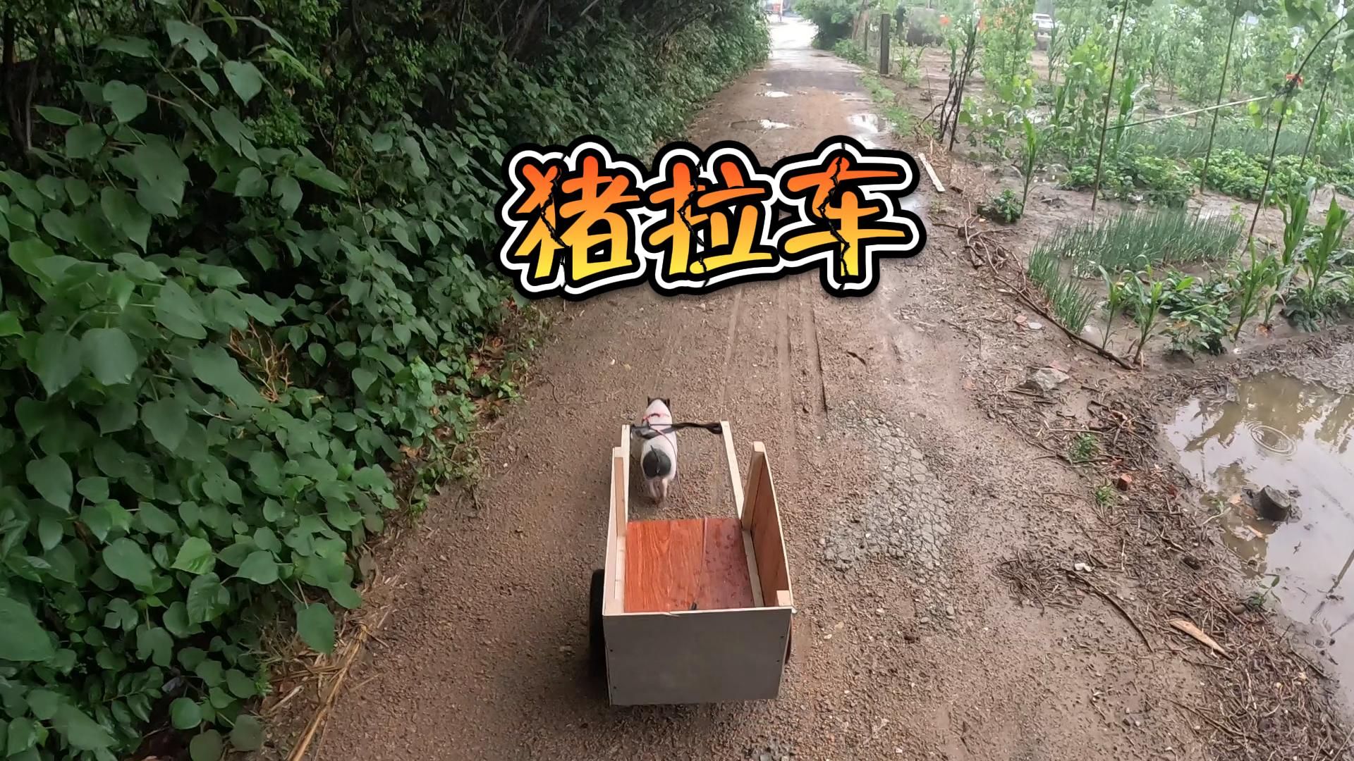 兄弟们想看的猪拉车来啦哔哩哔哩bilibili