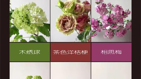 南星鲜花开箱no 106 木绣球粉色相思梅茶色洋桔梗测评与养护 哔哩哔哩 Bilibili 南星鲜花开箱no 106 木绣球粉色相思梅茶色洋桔梗测评与养护 哔哩哔哩 Bilibili